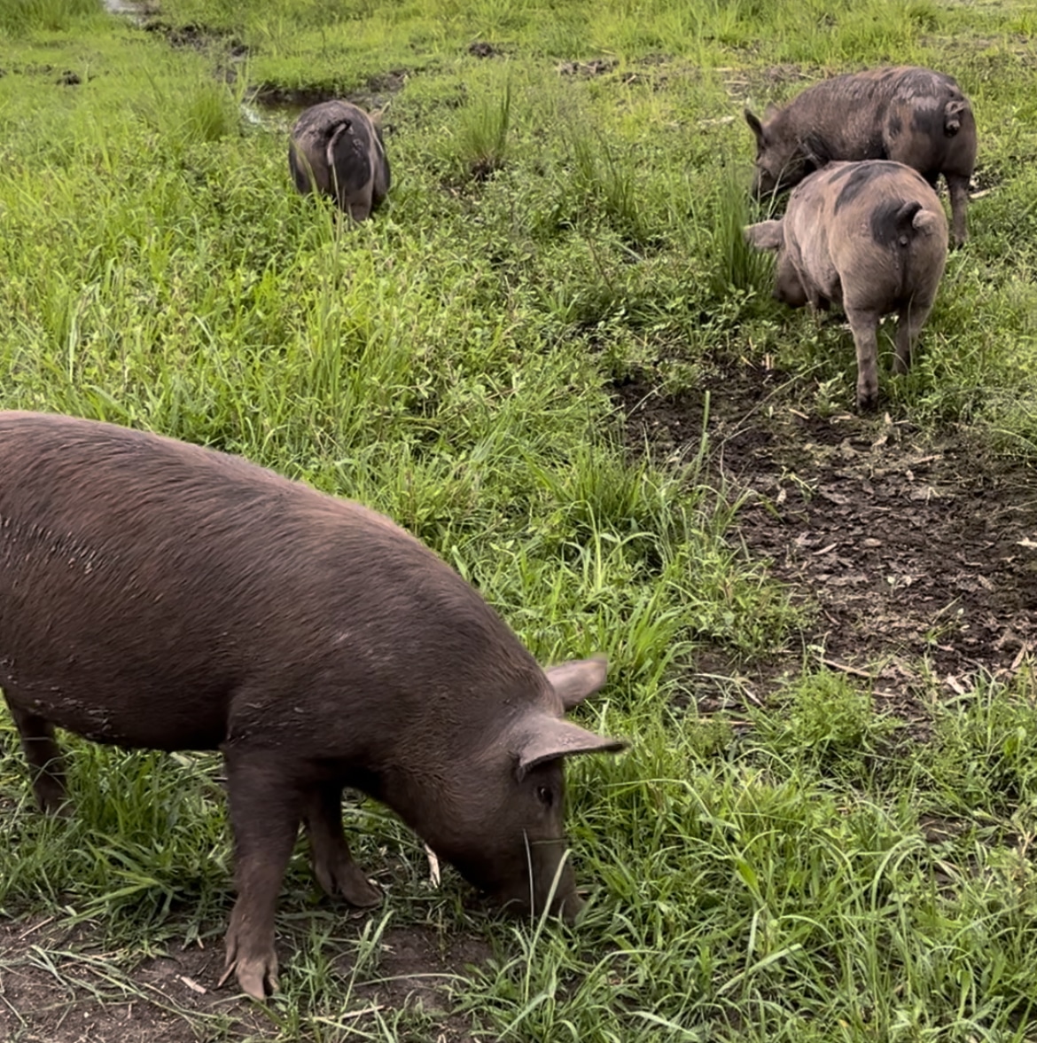 Free Range Pork Sunshine Coast