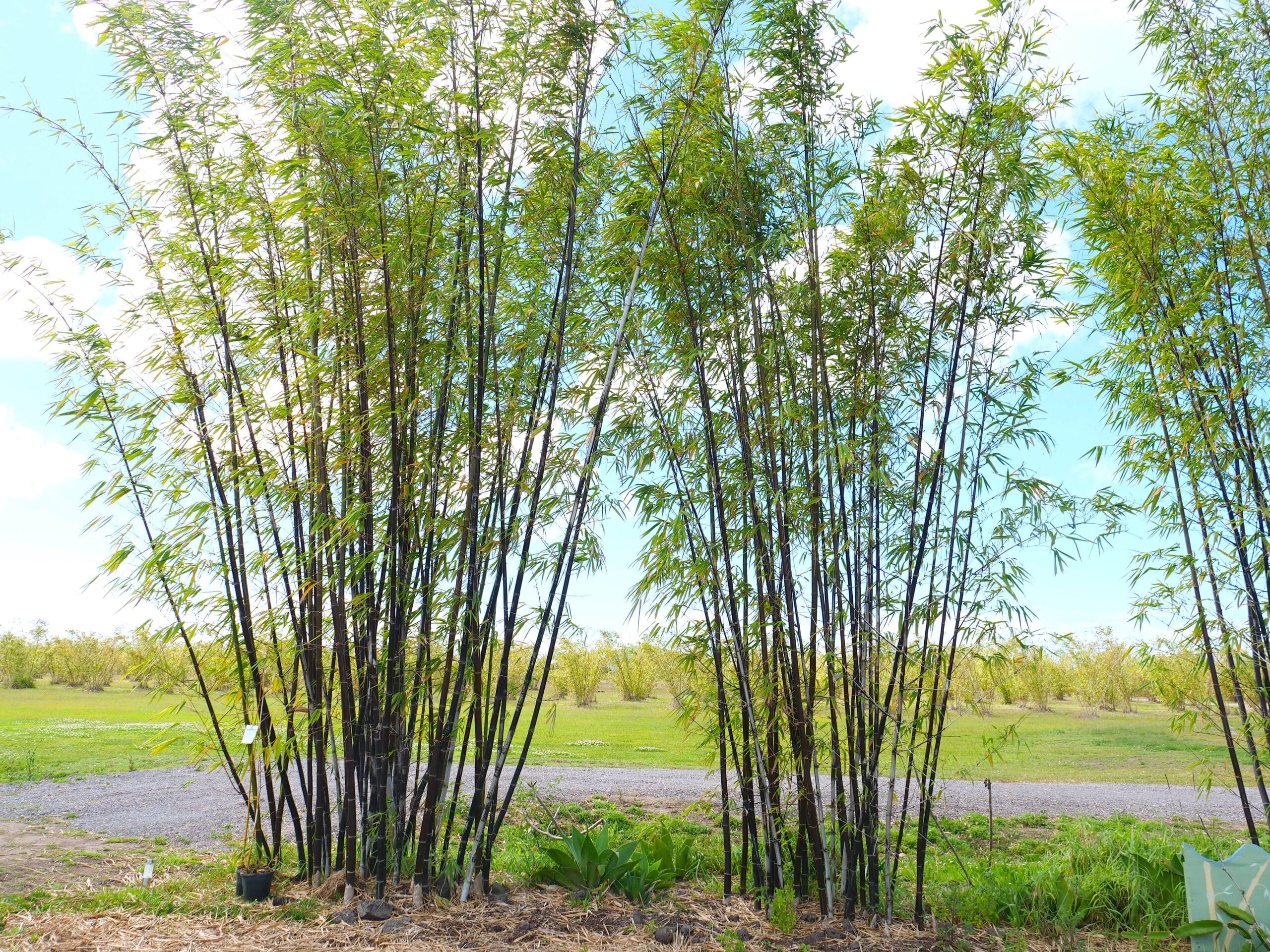 Gracilis bamboo and other types of bamboo for screening, shade, shelter