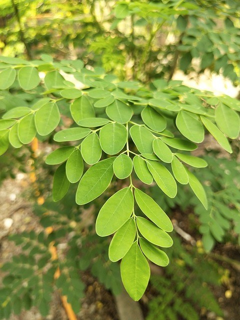 Moringa benefits for men and women